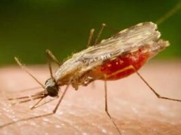 Brasil registra queda de 30% nas mortes por malária em 2025