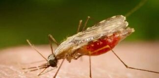 Ministério da Saúde lança telemal para profissionais no combate à malária