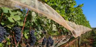 DF sedia primeira edição de feira nacional de vinhos