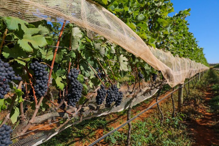 DF sedia primeira edição de feira nacional de vinhos brasilia