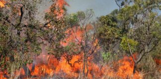 Queimadas na Amazônia aumentam emissões de gases do efeito estufa