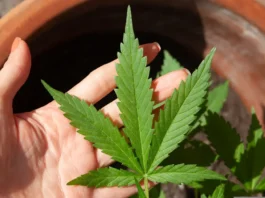Fortaleza recebe 2º Simpósio Cearense de Cannabis Medicinal