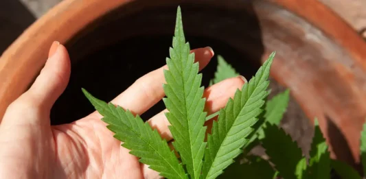Fortaleza recebe 2º Simpósio Cearense de Cannabis Medicinal