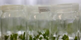 Curauá Amazônico: Alternativa sustentável ao plástico petroquímico