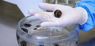 Alerta da Fiocruz: Meningite eosinofílica transmitida por caramujos