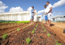 GDF impulsiona crédito agrícola com investimento de R$ 8 milhões