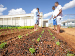 Ocupa uma área rural no DF? Saiba como solicitar a regularização fundiária