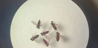 Primeiro caso de microcefalia associada à febre do oropouche é registrado