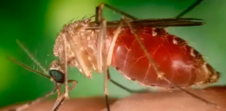 Ministério da Saúde investiga morte suspeita por febre do oropouche no Paraná