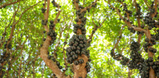 GDF impulsiona cultivo de jabuticaba no DF com suporte técnico a produtores rurais