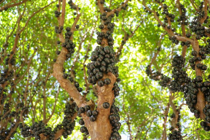 GDF impulsiona cultivo de jabuticaba no DF com suporte técnico a produtores rurais brasilia