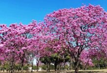 COP17 reúne mais de 200 países para discutir medidas contra a perda de biodiversidade