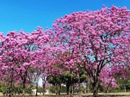 COP17 reúne mais de 200 países para discutir medidas contra a perda de biodiversidade
