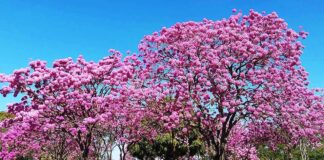 Distrito Federal teve mais de 96 mil intervenções em árvores em um ano