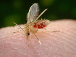 Picadas de mosquito: o que realmente funciona e o que piora a lesão