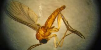 Rondônia intensifica vigilância contra arboviroses