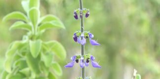 Maricá inaugura primeira Farmácia Viva para promover fitoterapia