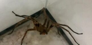 Brasil registra mais de 43 mil acidentes com aranhas em 2023