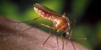 Brasil recebe certificado de país livre da elefantíase pela OMS