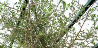 Saiba como e quando solicitar poda de árvores ao GDF