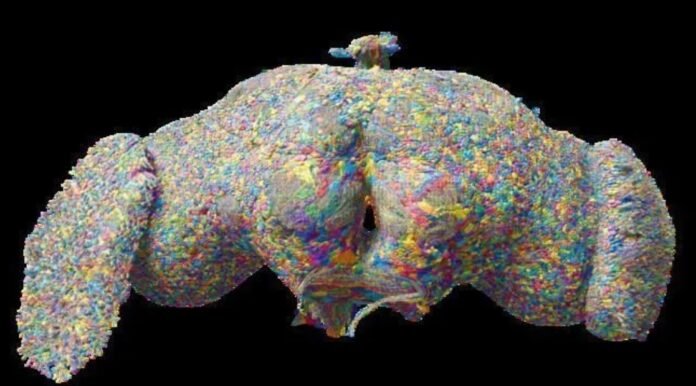 Cientistas mapeiam pela primeira vez o cérebro completo de um animal tecnologia