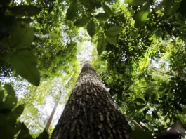 Brasil reduz perda de florestas tropicais em 2025