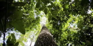 Brasil reduz perda de florestas tropicais em 2025