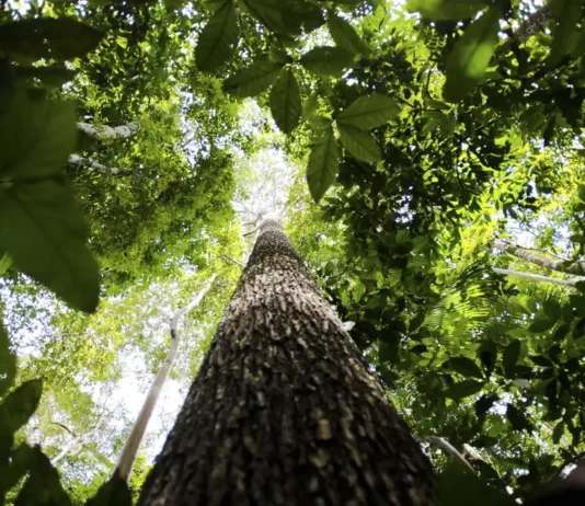 Brasil reduz perda de florestas tropicais em 2025
