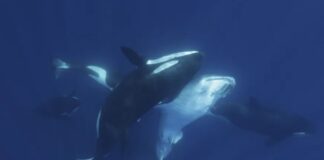 Orcas do Golfo da Califórnia desenvolvem tática para caçar tubarões-baleia