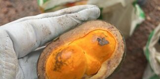 Coleta de sementes preserva a biodiversidade do Cerrado