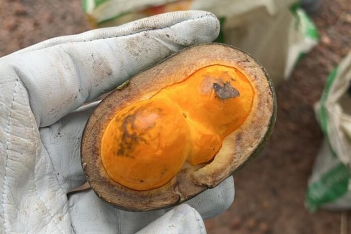 Coleta de sementes preserva a biodiversidade do Cerrado brasilia