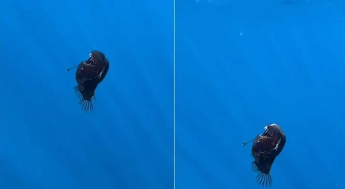 Biólogos registram raro avistamento de peixe diabo negro na superfície tecnologia