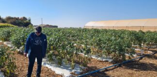 Com o uso de tecnologias, novas variedades de mandioca podem chegar a produzir 64 kg por hectare