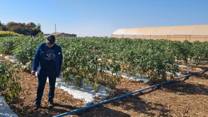 Com o uso de tecnologias, novas variedades de mandioca podem chegar a produzir 64 kg por hectare brasilia
