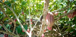 Alta do cacau impacta preços de chocolates e produção para a Páscoa