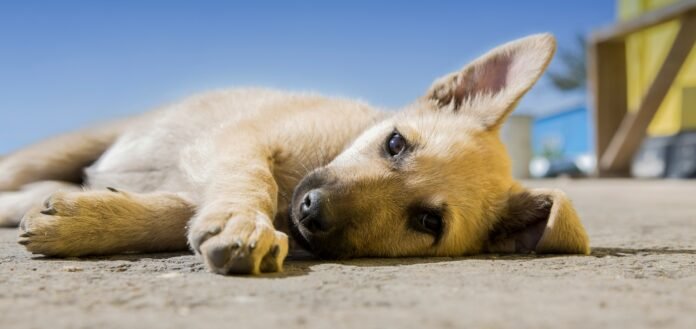 cachorro rua animal Conheça as orientações para o recolhimento de animais mortos com segurança brasilia
