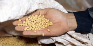 Distrito Federal se destaca na produção de grãos e cereais e registra a maior safra da história