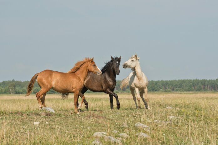 Contaminação em ração causa morte de 245 cavalos em quatro estados do Brasil equino cavalo saude mundo