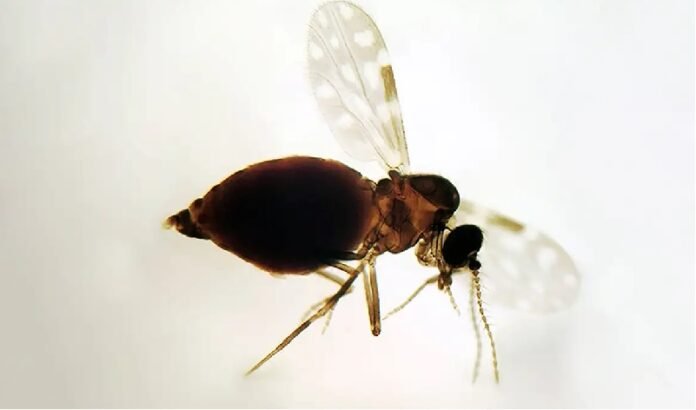 Febre oropouche se espalha pelo Brasil e preocupa autoridades de saúde saude
