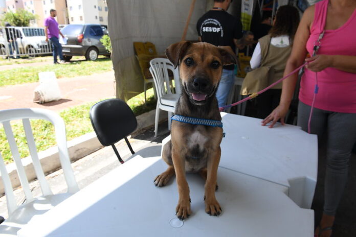GDF Mais Perto do Cidadão inscreve animais para castração no Sol Nascente brasilia