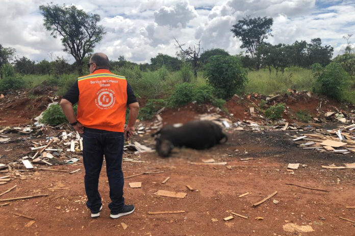 GDF oferece serviço de recolhimento de animais mortos; entenda como funciona brasilia