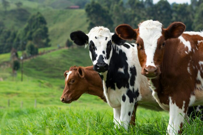 Suspeita de reação adversa: vacina contra clostridiose é retirada de circulação após morte de quase 200 animais saude boi vaca bovino carne mato comida saude economia