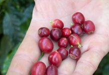 Safra de café pode bater novo recorde em 2026, projeta Conab