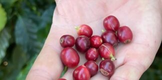 Safra de café pode bater novo recorde em 2026, projeta Conab