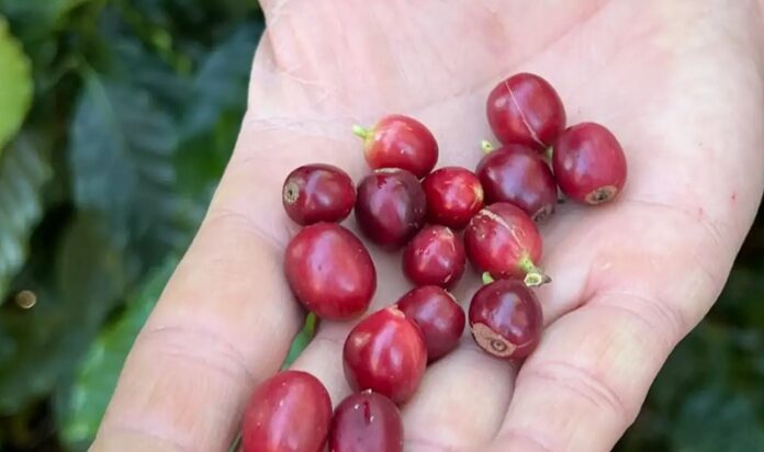 China habilita 183 novas empresas brasileiras para exportação de café em meio a tarifaço dos EUA economia