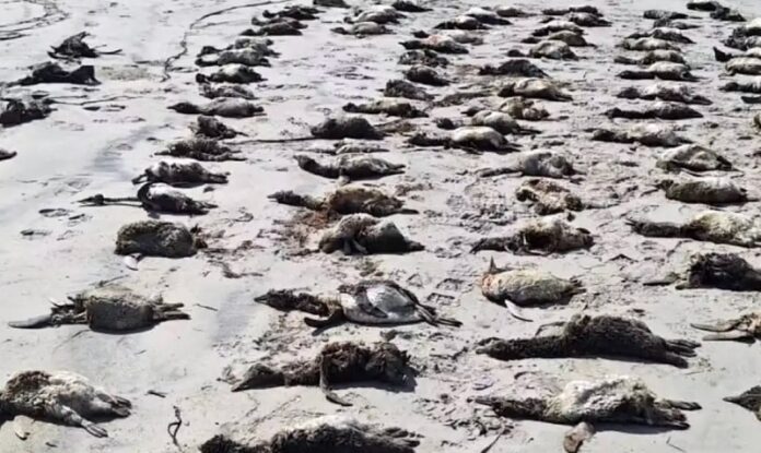 739 pinguins são encontrados mortos no litoral sul de São Paulo mundo