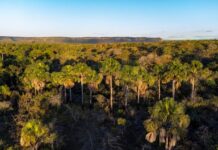 Eu Amo Cerrado: plataforma interativa conecta população à biodiversidade do DF