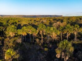 Eu Amo Cerrado: plataforma interativa conecta população à biodiversidade do DF