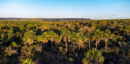 Eu Amo Cerrado: plataforma interativa conecta população à biodiversidade do DF
