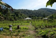 Governo deve publicar na próxima semana MP para renegociação de dívidas do agro